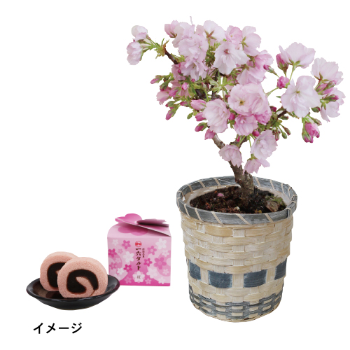 【ひなまつり】