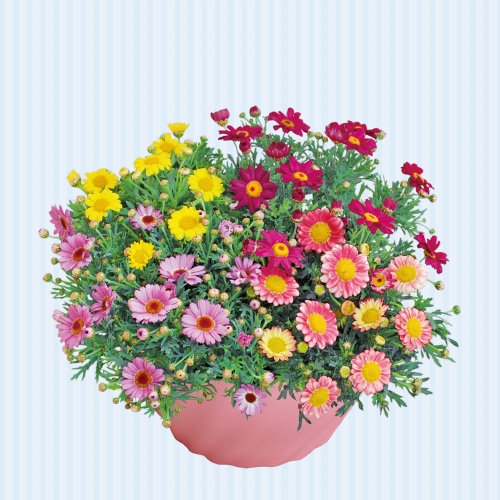 【ホワイトデー】