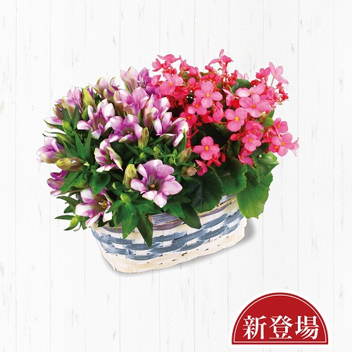 リンドウ長寿の寄せ籠