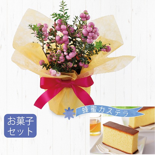 真珠の木と蜂蜜カステラ