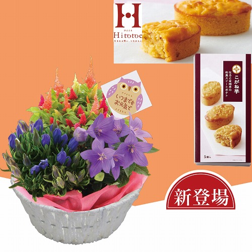 秋の３種花カゴとこがね芋