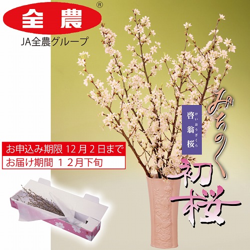 みちのく初桜（啓翁桜）