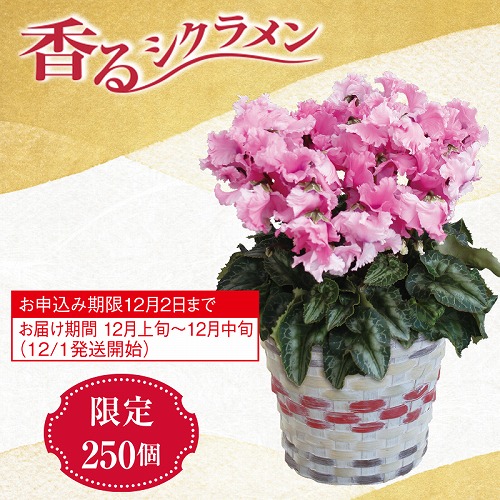 シクラメン・ファルバラローズ