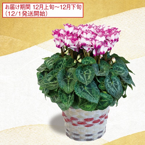 シクラメン・ビクトリア