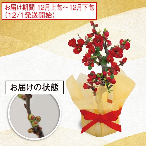 放春花（木瓜）