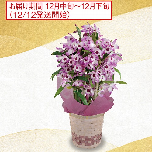 デンドロビウム