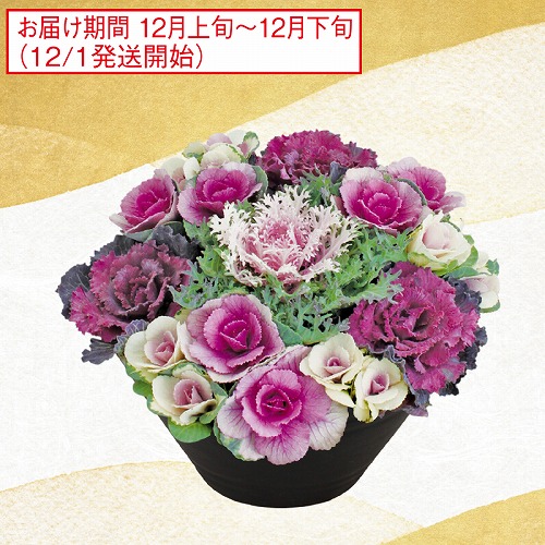 ハボタン寄せ植え