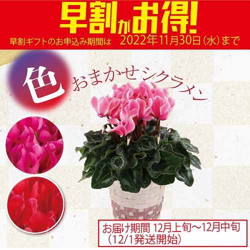 【期間限定・早割】