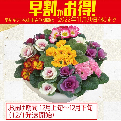 【期間限定・早割】