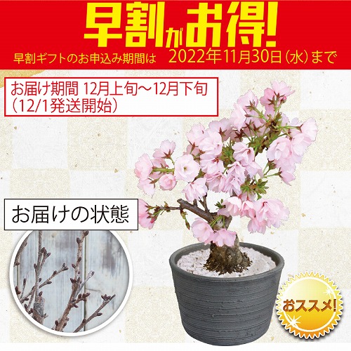 【期間限定・早割】