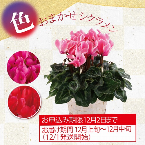 シクラメン４号（色おまかせ）