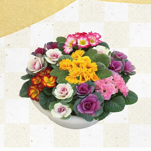 ジュリアン寄せ植え