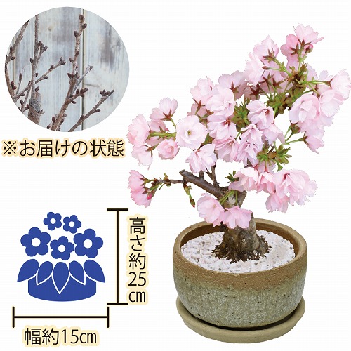 【ひなまつり】