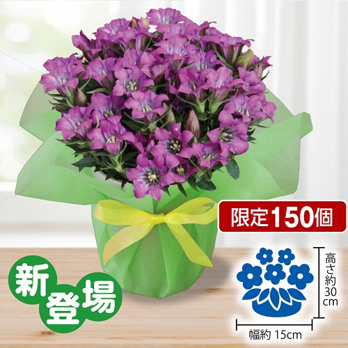 リンドウ（ピンク）