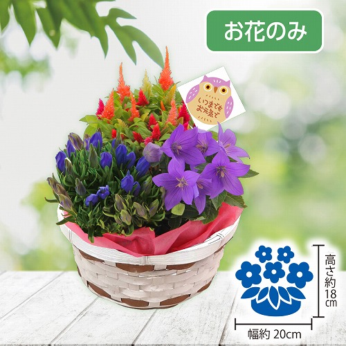 秋の３種花カゴ