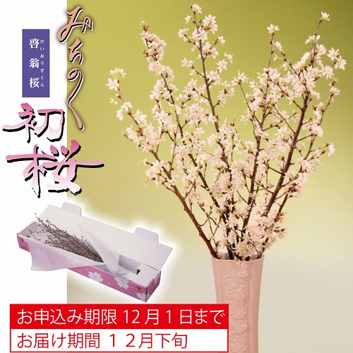 みちのく初桜（啓翁桜）