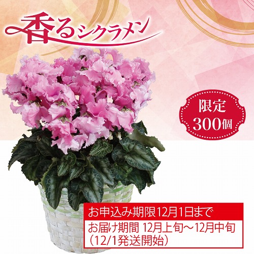 シクラメン・ファルバラローズ