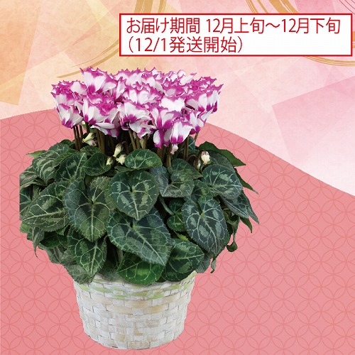 シクラメン・ビクトリア