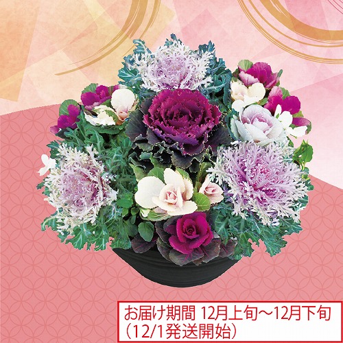 ハボタン寄せ植え