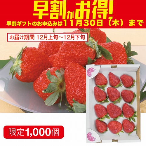 【期間限定・早割】