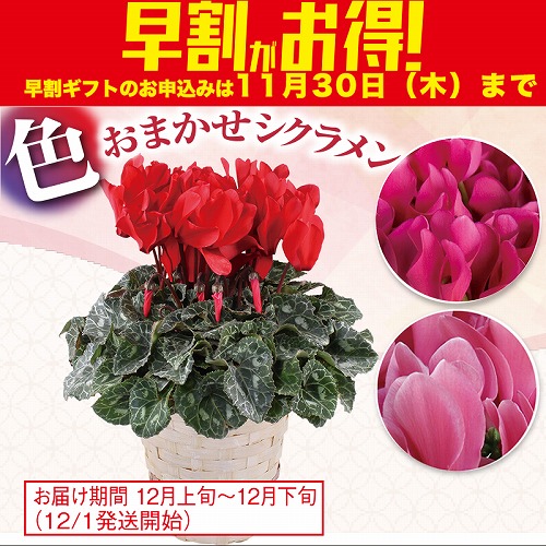 【期間限定・早割】