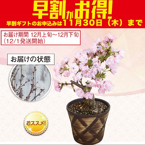 【期間限定・早割】