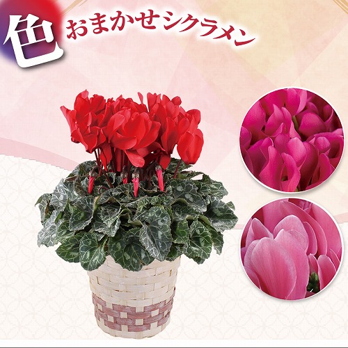 シクラメン４号（色おまかせ）