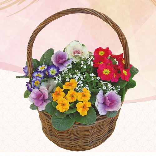 ジュリアン寄せ植え