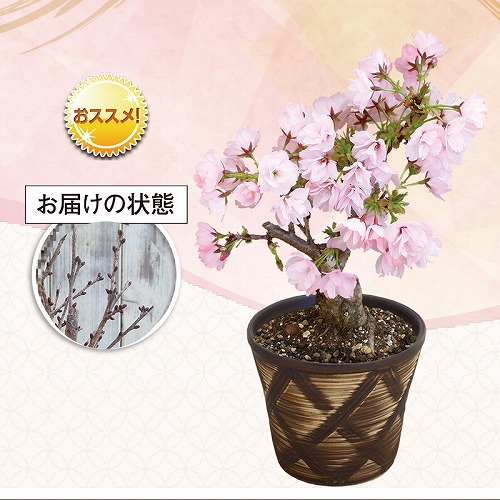 さくら盆栽