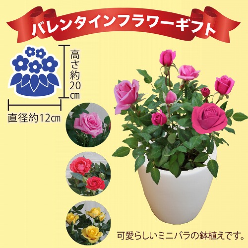 【バレンタインデー】