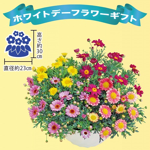 【ホワイトデー】