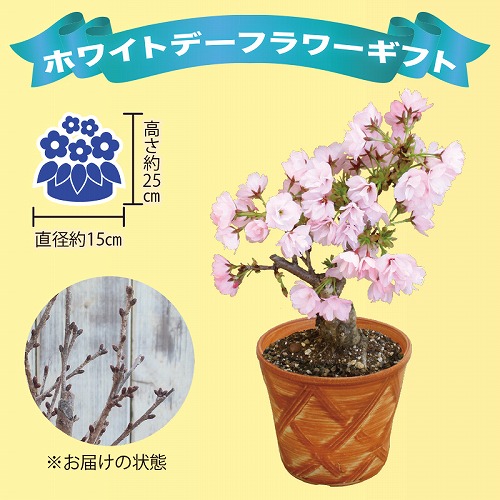 【ホワイトデー】