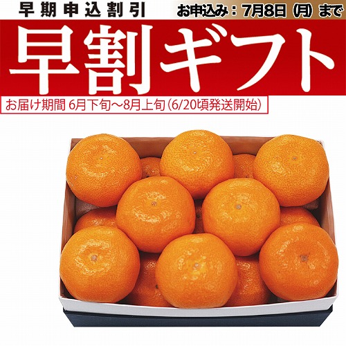 【期間限定・早割】