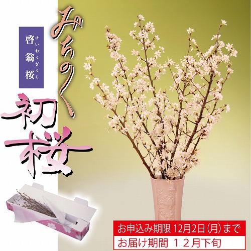 みちのく初桜（啓翁桜）