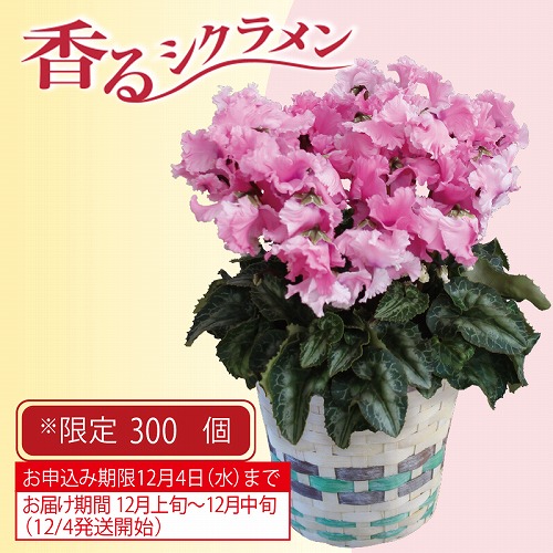 シクラメン・ファルバラローズ