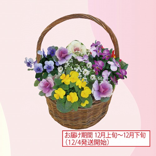 ビオラバスケット