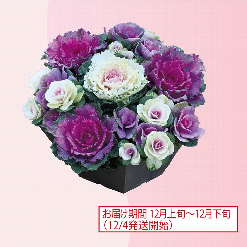 ハボタン寄せ植え