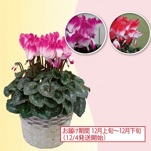 シクラメン・プルマージュ