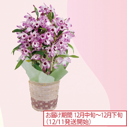 デンドロビウム