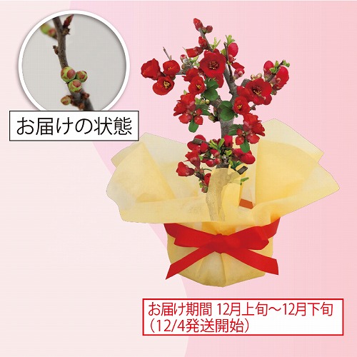 放春花（木瓜）