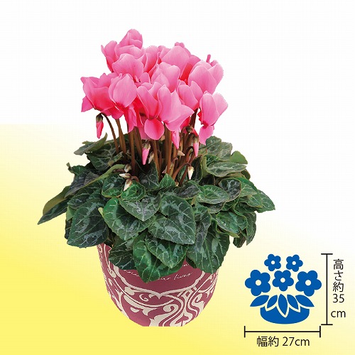 シクラメン５号鉢