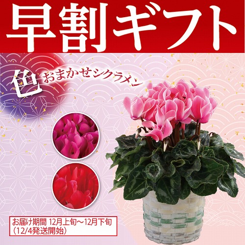 【期間限定・早割】