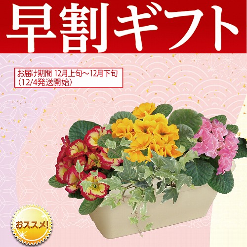 【期間限定・早割】