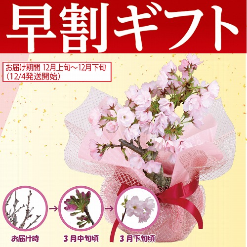 【期間限定・早割】