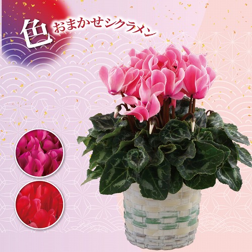 色おまかせシクラメン