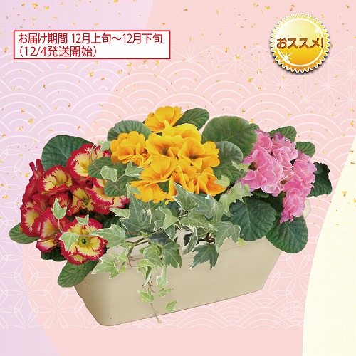 プリムラコンテナ