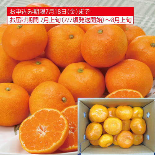 佐賀のハウスみかん