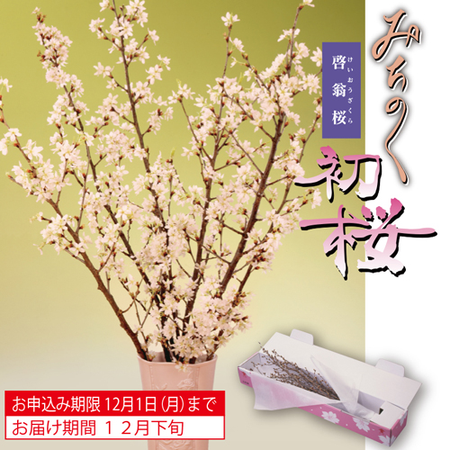 みちのく初桜（啓翁桜）