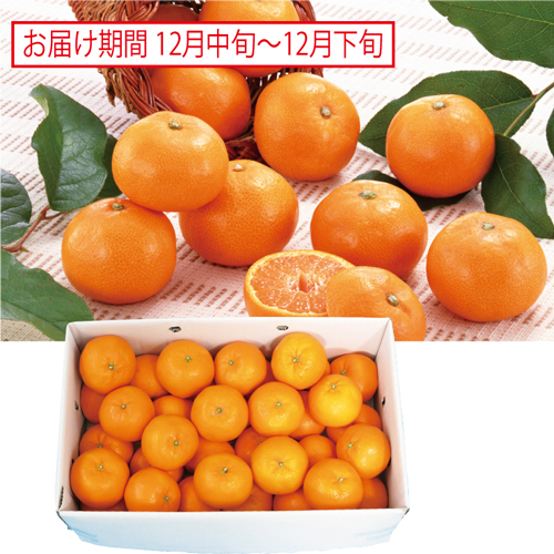 紀南の紀州木熟小みかん