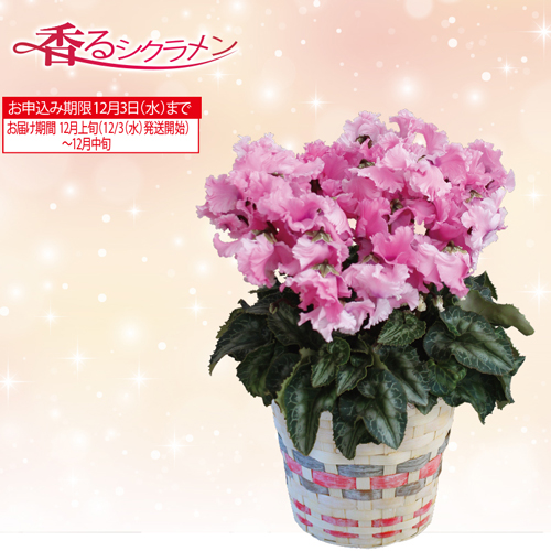 シクラメン「ファルバラローズ」